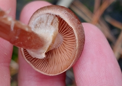 Psathyrella piluliformis