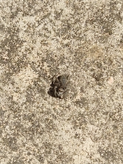 Aelurillus v-insignitus