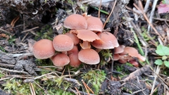 Psathyrella piluliformis