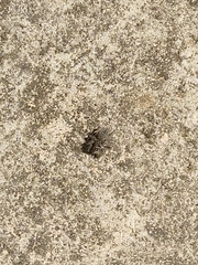 Aelurillus v-insignitus