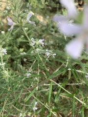 Westringia eremicola