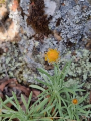 Leucochrysum albicans