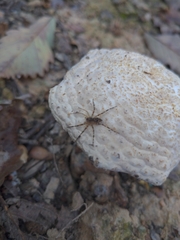 Dolomedes tenebrosus