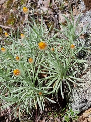 Leucochrysum albicans