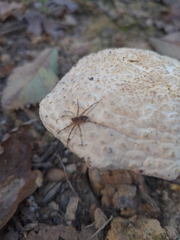 Dolomedes tenebrosus