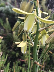 Albuca cooperi