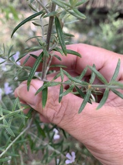 Westringia eremicola