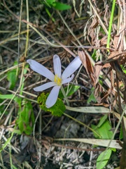 Colchicum umbrosum