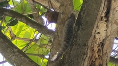 Heliosciurus undulatus