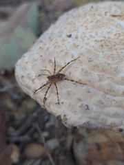 Dolomedes tenebrosus