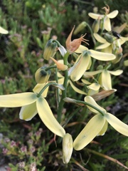 Albuca cooperi
