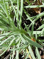 Leucochrysum albicans