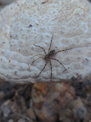 Dolomedes tenebrosus
