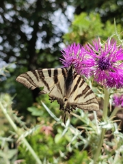 Iphiclides feisthamelii