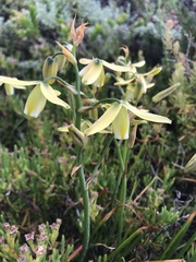 Albuca cooperi