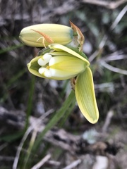 Albuca cooperi