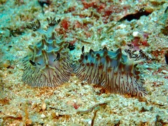 Halgerda willeyi
