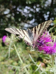 Iphiclides feisthamelii