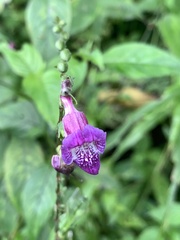 Asystasia dalzelliana