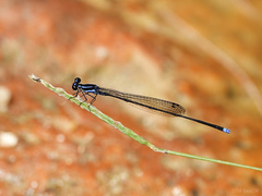 Prodasineura laidlawii