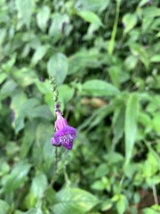 Asystasia dalzelliana