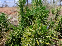 Austrocylindropuntia