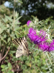 Iphiclides feisthamelii