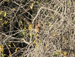 Lagonosticta senegala rendalli