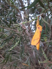 Aenetus eximia