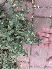 Heliotropium europaeum