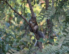 Sciurus carolinensis