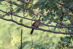 Cardinalis cardinalis