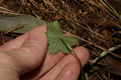 Hydrocotyle hirta