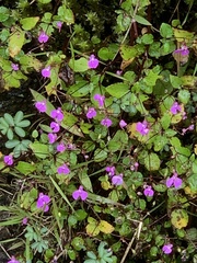 Impatiens viscosa