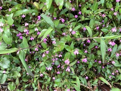 Impatiens viscosa