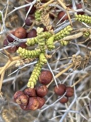 Sarcopoterium spinosum