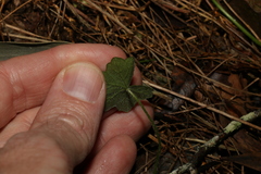 Hydrocotyle hirta