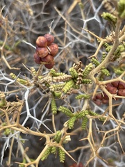 Sarcopoterium spinosum