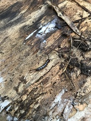 Lithobiomorpha