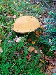 Leccinum versipelle