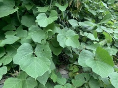 Pueraria montana