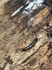 Lithobiomorpha