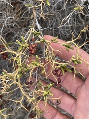 Sarcopoterium spinosum