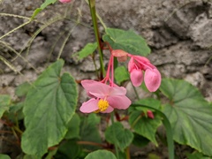 Begonia grandis