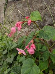 Begonia grandis