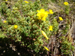 Oxalis confertissima