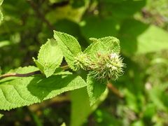Lepechinia caulescens
