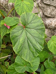 Begonia grandis