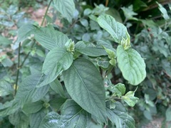 Achyranthes japonica