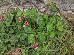 Begonia grandis